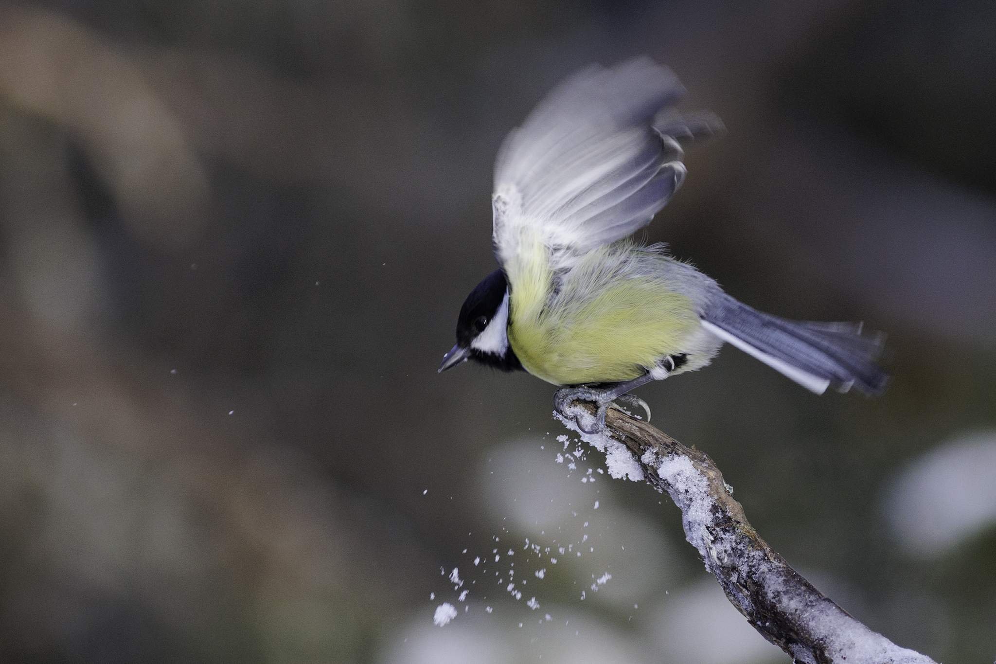En talgoxe med gul buk och svart huvud fotograferad i flykten just när den lyfter från en snöig gren.