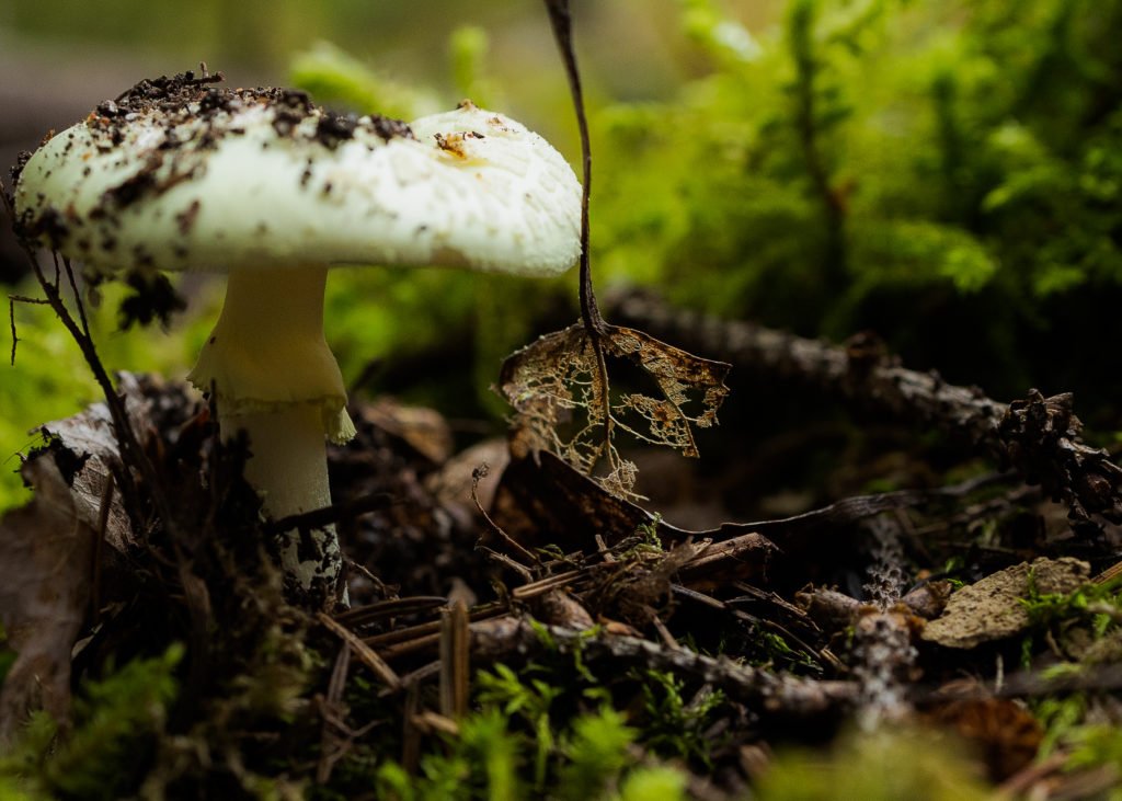 Rundtur vid Södra Björnön, macro foto