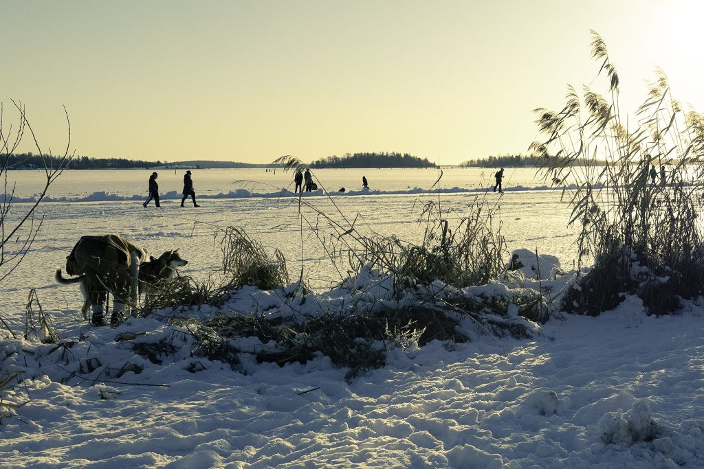 Skidturer med hundar, folk som promenerar och åker skridskor på isen