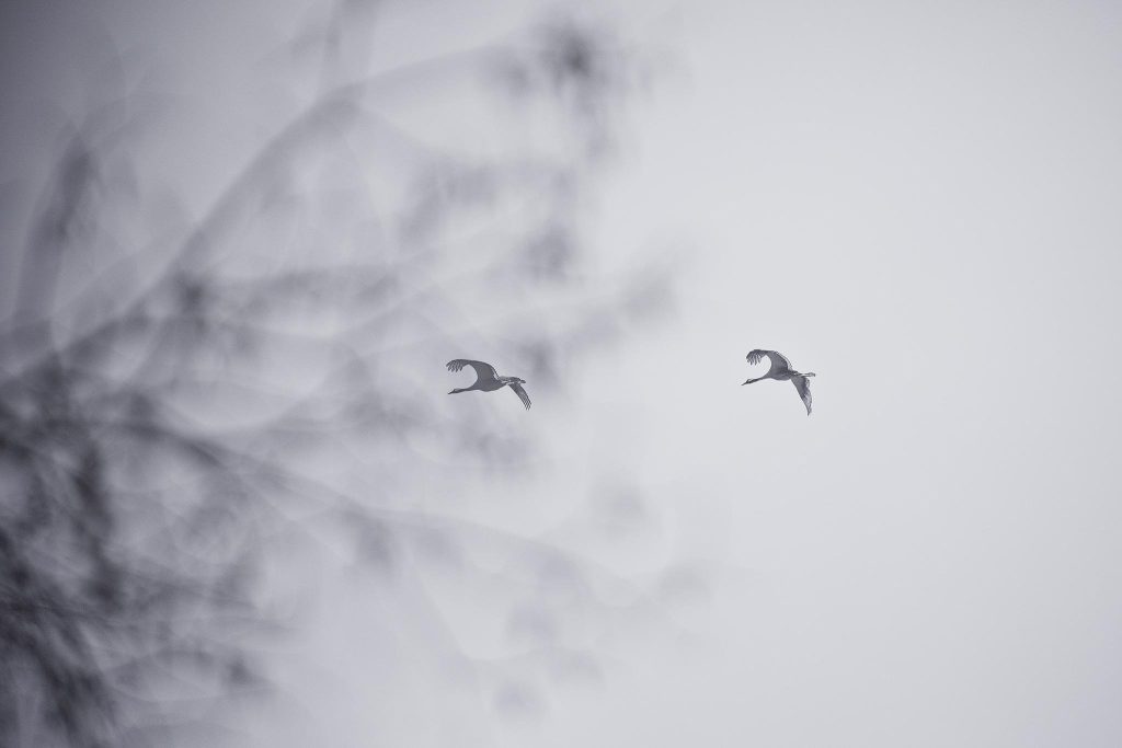 Två Tranor på överflygning, och bilden har ett Leica svartvit filter.