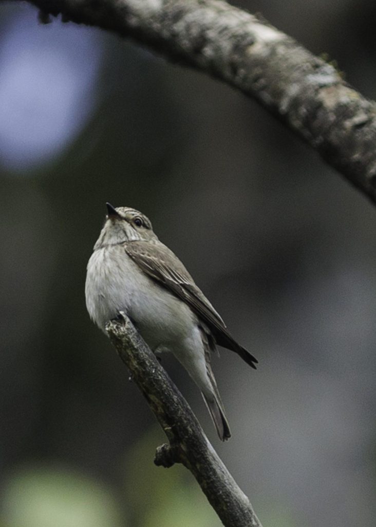 Grå flugsnappare, vetenskapligt känd som Muscicapa striata, är en fågelart som tillhör familjen flugsnappare (Muscicapidae). Den är vanligt förekommande i Europa och västra Asien under sommaren och är en långdistansflyttfågel som övervintrar i tropiska delar av Afrika. Den grå flugsnapparen är en relativt liten fågel med en längd på cirka 13 centimeter. Dess fjäderdräkt har en övervägande grå färg på ovansidan och vitaktig på undersidan. Hanen och honan är likartade i utseende. De har svarta ögon, en svart näbb och svarta ben. Denna fågelart trivs i olika habitat som skogar, trädgårdar och parker. Den är främst insektsätare och fångar sina byten genom att göra korta flygturer från en utkiksplats, som en gren eller ett staket, och sedan fånga insekterna i luften. Grå flugsnappare bygger sitt bo i trädhål eller håligheter i byggnader och lägger vanligtvis 4-6 ägg per kull. Båda föräldrarna deltar i ruvningen och tar hand om ungarna. Under flyttningen på våren och hösten kan grå flugsnappare observeras under korta perioder i många delar av Europa när de migrerar mellan sina häcknings- och övervintringsområden.