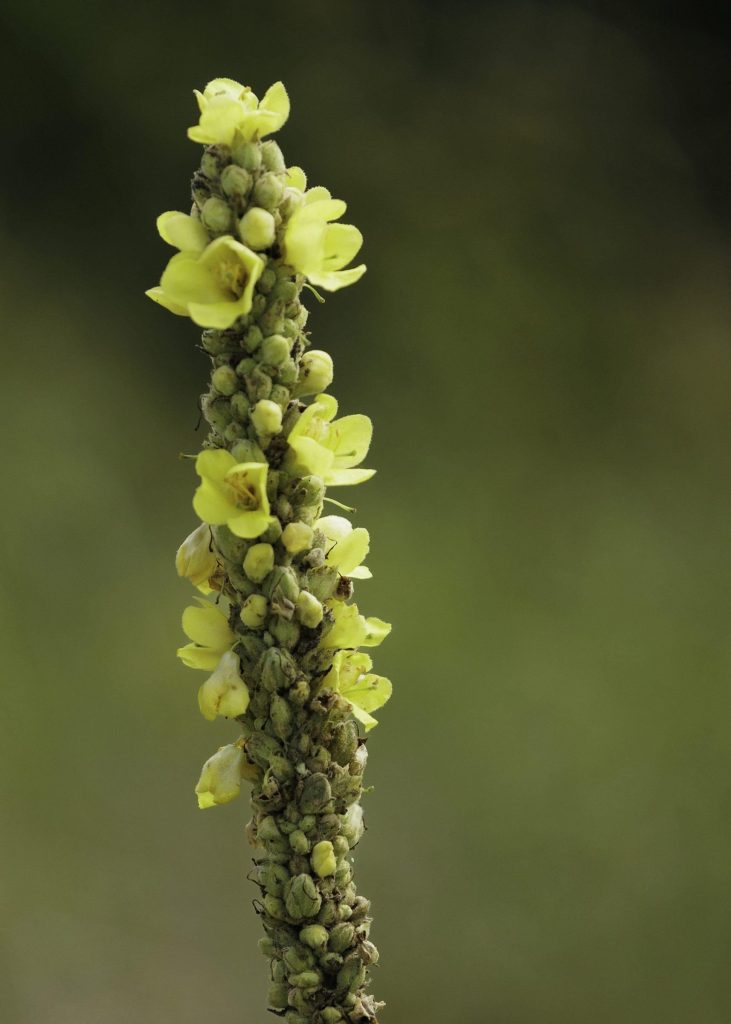 Kungsljus, även känt som vankelmod, är en växt som tillhör familjen kungsljusväxter (Scrophulariaceae). Det vetenskapliga namnet för kungsljus är Verbascum thapsus. Växten är vanligt förekommande i Europa, inklusive Sverige, samt i Nordamerika. Kungsljuset är en bienn växt, vilket innebär att den har en tvåårig livscykel. Under sitt första år bildar den en grund rosett av stora, ulliga och lansettlika blad nära marken. Sedan under det andra året växer den upp en lång stjälk med en tät klase av gula blommor längst upp. Blomningen äger vanligtvis rum på sommaren. Växten kan bli imponerande hög, ofta mellan 1,5 och 2,5 meter. Kungsljus är populär bland trädgårdsmästare för sina ståtliga blomklasar och dess förmåga att locka till sig bin och andra pollinerare. Dessutom används kungsljus inom folkmedicin som ett traditionellt botemedel mot olika besvär, såsom hosta och andningsproblem.