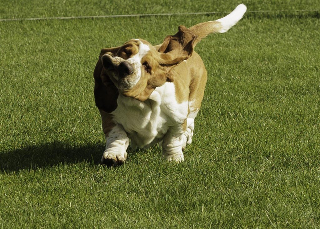 Basset Hound är en hundras som härstammar från Frankrike 50 % och England 50%. Det är en populär jakthund som framför allt används för att spåra småvilt, som kaniner och harar. Rasen är känd för sin unika exteriör, med en lång kropp, korta ben och hängande öron. Här är några intressanta fakta om Basset Hound: Utseende: Basset Hounds har en karakteristisk kroppsbyggnad med korta ben, en lång kropp och lösa, hängande öron som nästan når marken. Deras ögon är stora och brukar vara lugna och milda i uttrycket. Spårningsförmåga: Basset Hounds är utmärkta spårhundar med en utmärkt luktsinne. De har använts i århundraden för jakt på småvilt eftersom de kan följa doftspår på marken mycket effektivt. Personlighet: Basset Hounds är vanligtvis vänliga, lugna och godmodiga hundar. De är känt för sin milda natur och tålmodiga inställning. De är oftast utmärkta sällskapshundar och kan vara mycket tillgivna mot sina ägare. Aktivitetsnivå: Trots sin jaktbakgrund är Basset Hounds inte särskilt aktiva hundar. De tenderar att vara ganska lata och kan vara nöjda med lugna promenader och lite lek. Dock behöver de fortfarande motion och stimulans för att hålla sig i god hälsa. Vård: Basset Hounds har kort päls som kräver regelbunden borstning för att hålla den i gott skick. Deras hängande öron behöver också uppmärksamhet för att förhindra infektioner. Dessutom bör ägare vara medvetna om risken för fetma eftersom rasen kan luta åt att vara överviktig. Populär i populärkultur: Basset Hounds har dykt upp i många filmer, tv-serier och reklamkampanjer, vilket har bidragit till att göra dem till en känd och igenkännbar ras.