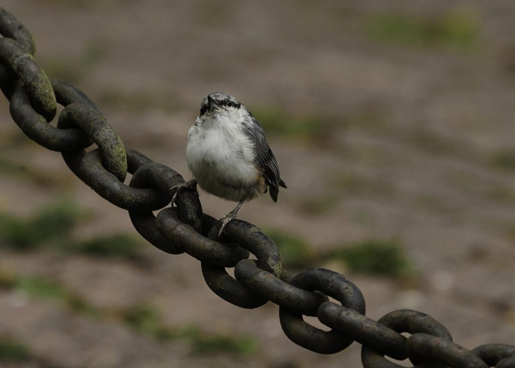 Nötväckan, även känd som trädkrypare, är en liten och fascinerande fågel som tillhör familjen trädkrypare (Certhiidae). Den är vanligt förekommande i stora delar av Europa, Asien och delar av Nordafrika. Utseendemässigt har nötväckan en brun ovansida med en ljus och vit undersida. Dess fjäderdräkt är kamouflerad och liknar trädstammens färg och textur, vilket gör den svår att upptäcka när den klättrar längs trädstammar. Namnet "trädkrypare" kommer från dess unika beteende att klättra längs trädstammar i jakt på insekter och spindlar. Den har en böjd näbb som den använder för att leta efter småkryp gömda i trädbarken. Nötväckan kan klättra uppåt längs stammar medan den snabbt rör sina vingar och stjärt som en stabiliserande mekanism. När den når toppen flyger den ner till nästa trädstam och fortsätter sitt letande. Nötväckan är vanligtvis stannfågel, vilket innebär att den stannar på samma plats året om istället för att migrera. Den trivs i lövskogar, parker, trädgårdar och andra skogsområden där det finns tillräckligt med träd att klättra på och gott om insekter att äta. Som många småfåglar bygger nötväckan sina bon i naturliga håligheter, sprickor i trädbarken eller i andra skyddade platser nära trädstammar. Honan lägger vanligtvis 5-6 ägg, och båda föräldrarna deltar i ruvningen och vårdnaden om ungarna. Nötväckan är en fascinerande fågel att observera, särskilt när den klättrar längs trädstammar med sina unika rörelser. Den bidrar också till att hålla insektspopulationen i schack och är en värdefull medlem av ekosystemet.