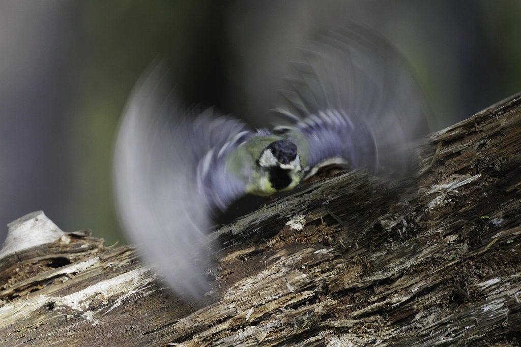 Talgoxen (Parus major) är en vanlig och välkänd fågelart som tillhör mesfamiljen och är hemmahörande i stora delar av Europa och Asien. Den är känd för sitt karakteristiska utseende med en svart "haklapp" och en gulbrun kropp samt sitt framträdande, runda huvud. Talgoxen är en relativt liten fågel, vanligtvis omkring 14 centimeter lång. Talgoxar är allätare och har en varierad kost som inkluderar insekter, frön, nötter och andra små organismer. De är kända för sin förmåga att klara sig genom vintern och är ofta besökare vid fågelmatningar där de gärna äter fröer och nötter. Talgoxen är också känd för sitt kvittrande sång, och dess sång är ett vanligt ljud i trädgårdar och skogsområden. Den är en populär fågel bland fågelskådare och är en symbol för trädgårdsfåglar i många områden. Talgoxar bygger sina bon i trädhål eller i fågelholkar och har en stark social struktur där de ofta ses i små grupper.
