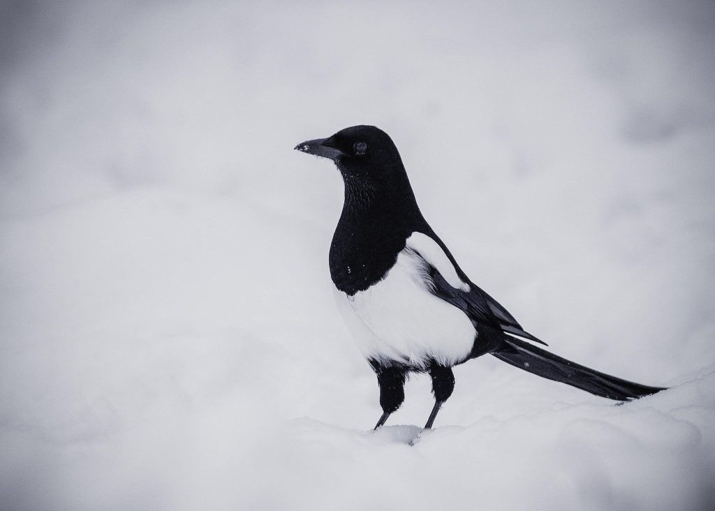 Skatan (Pica pica) är en intelligent och social fågel som tillhör kråkfåglarna. Här är några fakta om skatan: Utseende: Skatan har svart fjäderdräkt med en distinkt glänsande lyster. Den har långa stjärtfjädrar och kraftig näbb. Ögonen är ljusa och markerade. Storlek: Cirka 45–50 cm lång inklusive stjärten. Föda: Skatan är allätare och äter en varierad diet, inklusive insekter, små däggdjur, fågelägg, frukt, och sopor. Den har även observerats använda verktyg för att nå mat. Habitat: Skatan trivs i olika miljöer, inklusive städer, skogar, jordbruksområden och parker. Den är anpassningsbar och klarar av att leva nära människor. Beteende: Skator är kända för sitt sociala beteende och förmåga att lösa problem. De lever i grupper och kan bilda stora flockar. Skatan har också en karakteristisk "skränig" sång och olika läten. Häckning: Boet byggs högt upp i träd och består av kvistar, grenar och annat tillgängligt material. Skatan lägger vanligtvis 4–5 ägg i varje kull. Skatan är vanligt förekommande och välkänd i många delar av världen. Dess anpassningsförmåga och intelligens har gjort den till en framstående medlem av fågelvärlden.