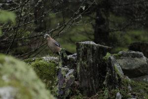 Hubbo & Nötkråka