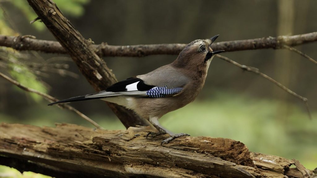 Gullan