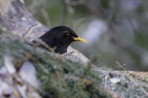 Nötkråkor