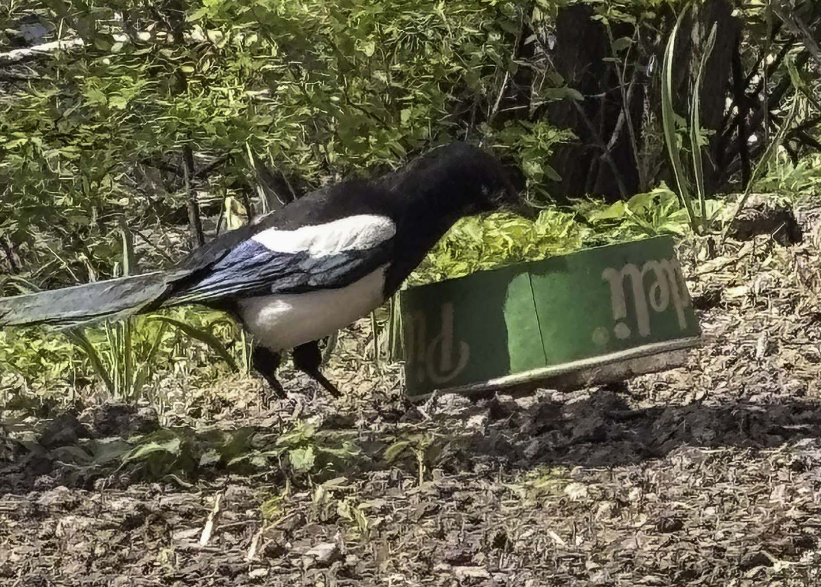 Bjuds på sallad idag