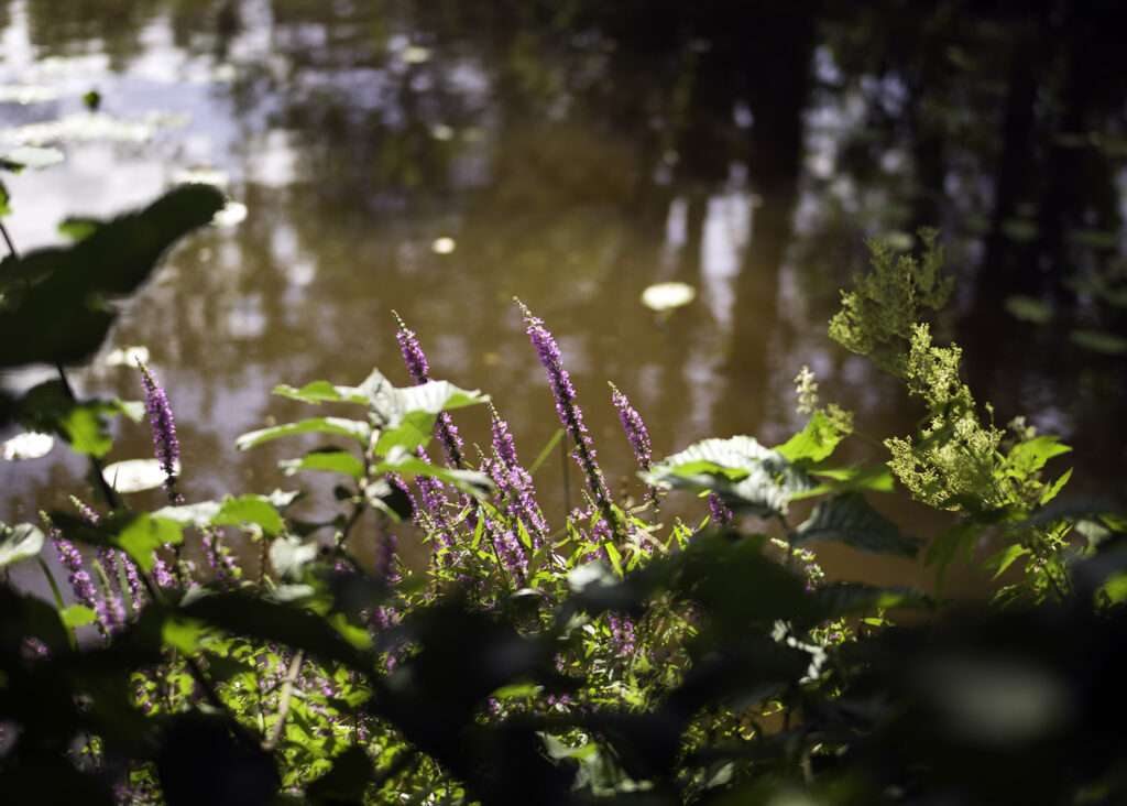 Lila fackelblomster och grönska vid en vattenbryn i solljus. Bakom växtligheten skimrar en stilla damm med gyllenbruna reflektioner och näckrosblad.