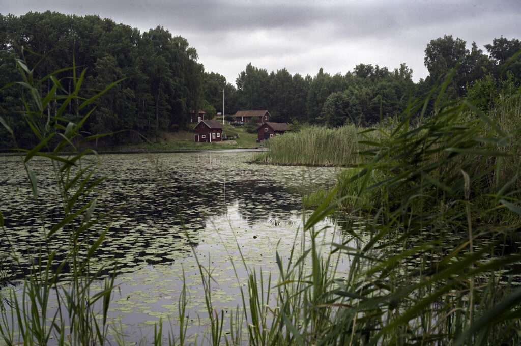 Faluröda stugor vid en stilla, näckrostäckt sjö med vass och skog, molnig sommardag. Björnön, Västerås.