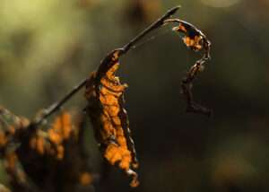 Närbild av ett vissnat, hoprullat löv på en tunn kvist, genomlyst av motljus så att det glöder orange. Ett annat torrt löv hänger skrynkligt längre ut på kvisten, och tunna spindeltrådar spänner mellan dem. Bakgrunden är mjukt suddig i grönt och brunt.